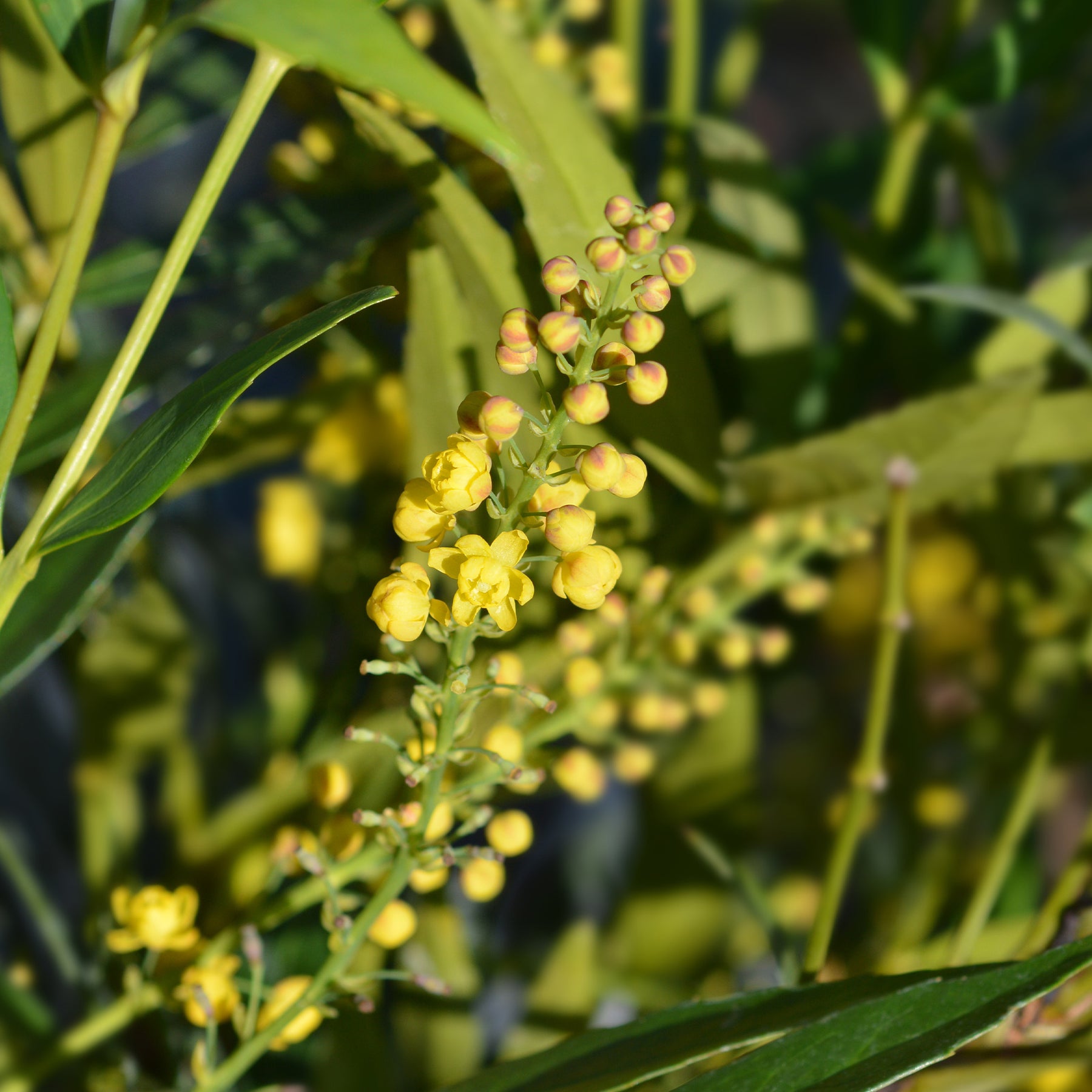 Mahonia confusa Narihira - Mahonia confusa Narihira - Willemse