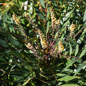 Mahonias - Mahonia confusa Narihira - Mahonia confusa Narihira