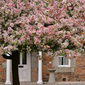 Pommier du Japon - Willemse