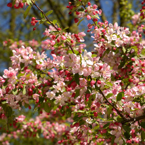 Pommier à fleurs - Pommier du Japon - Malus floribunda