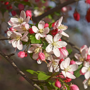 Pommier du Japon - Malus floribunda - Willemse