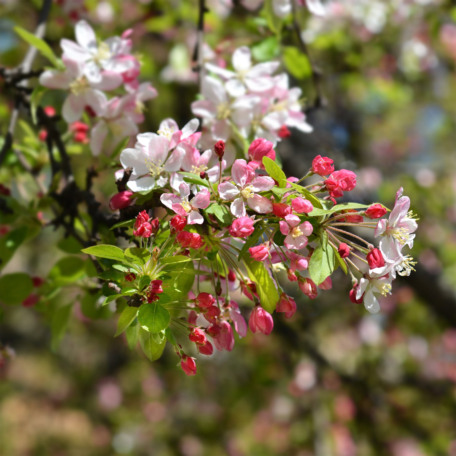 Vente Pommier du Japon - Malus floribunda