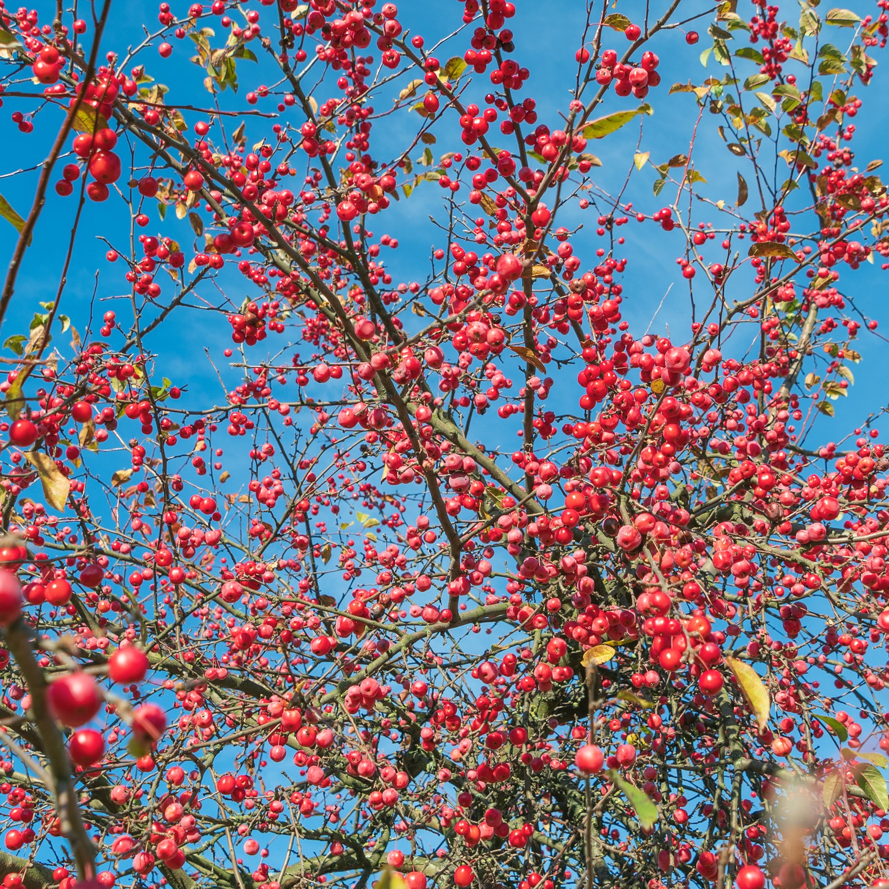 Malus floribunda - Pommier du Japon - Pommier à fleurs