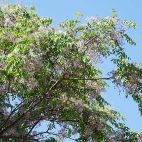 Margousier - Lilas de Perse - Willemse