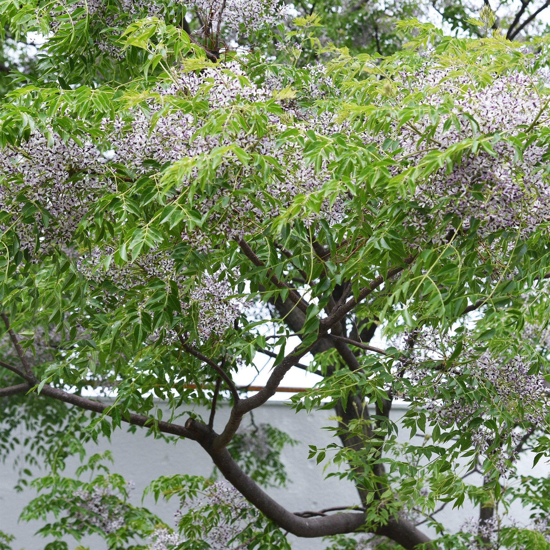 Arbres à fleurs - Margousier - Lilas de Perse - Melia azedarach