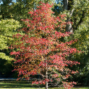 Arbres - Tupélo noir - Nyssa sylvatica - Nyssa sylvatica