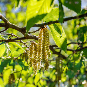 Ostrya carpinifolia - Charme houblon - Arbres