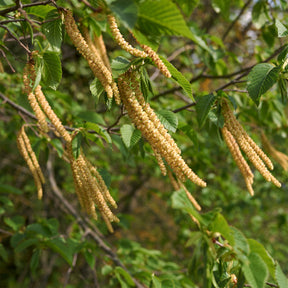 Charme houblon - Ostrya carpinifolia - Willemse