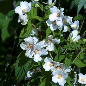 Philadelphus Belle Etoile - Seringat Belle Etoile - Philadelphus - Seringats