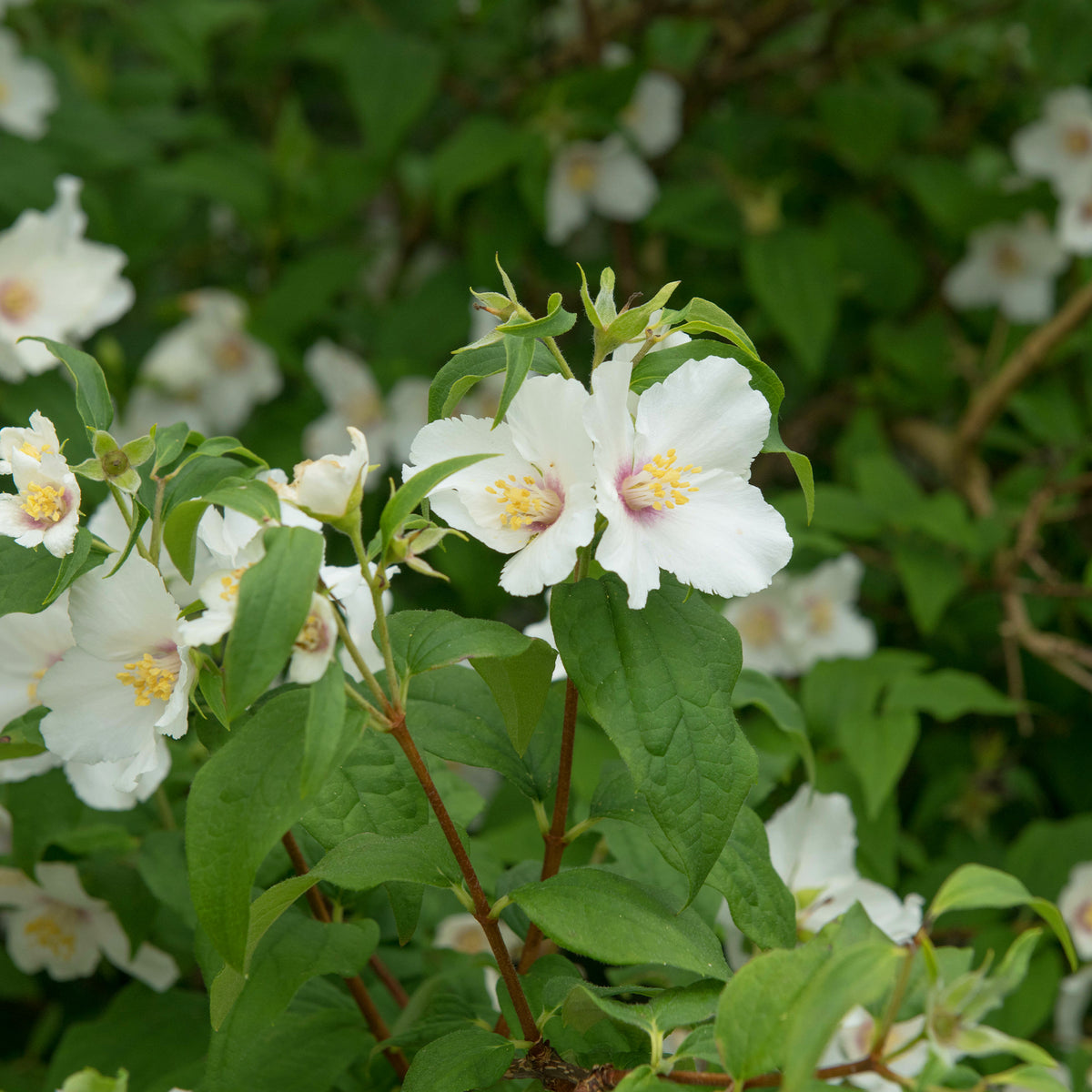 Seringat Belle Etoile - Philadelphus - Philadelphus Belle Etoile - Willemse