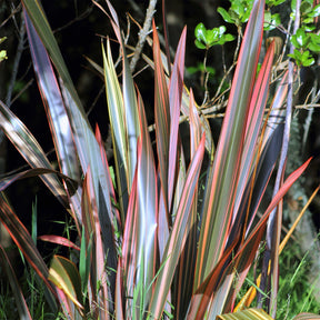 Phormium Sundowner - Lin de Nouvelle-Zélande - Phormium Sundowner - Willemse