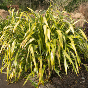 Phormium Yellow Wave - Lin de Nouvelle-Zélande - Willemse