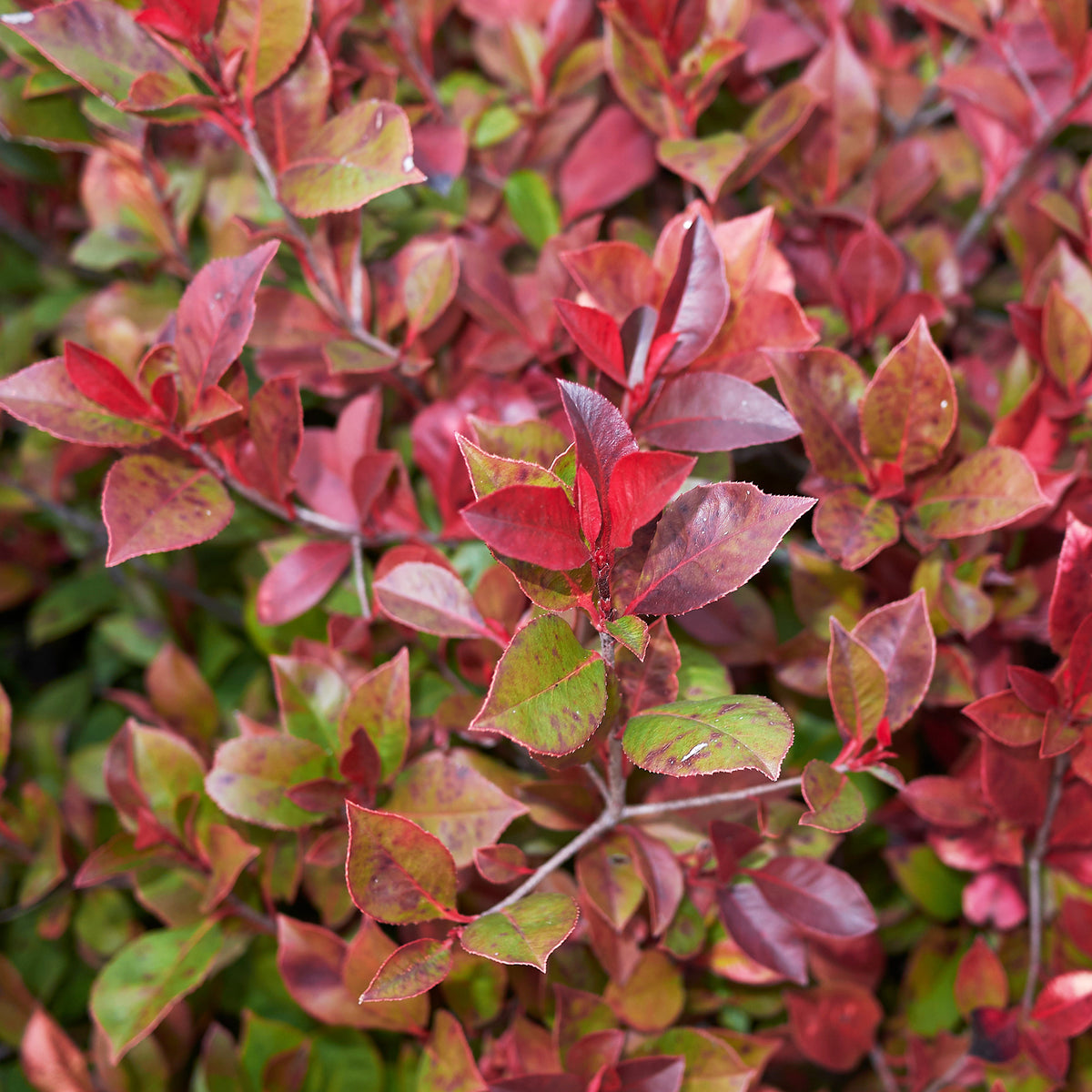 Photinia Little Red Robin - Photinia x fraseri Little Red Robin - Willemse