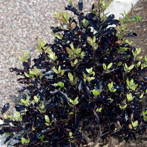 Pittosporum tenuifolium Tom Thumb - Pittosporum tenuifolium Tom Thumb - Pittosporums