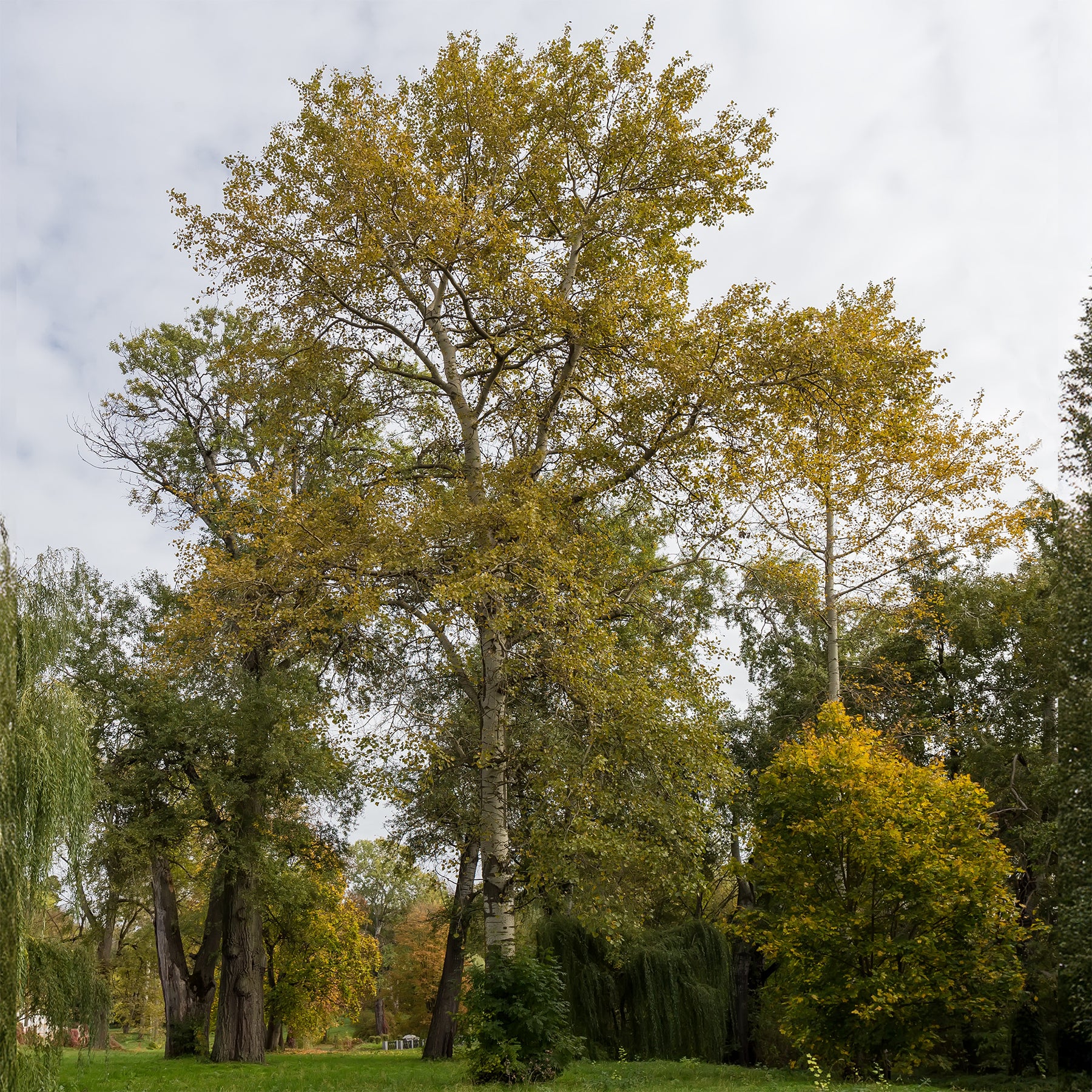 Populus tremula - Peuplier tremble - Peuplier