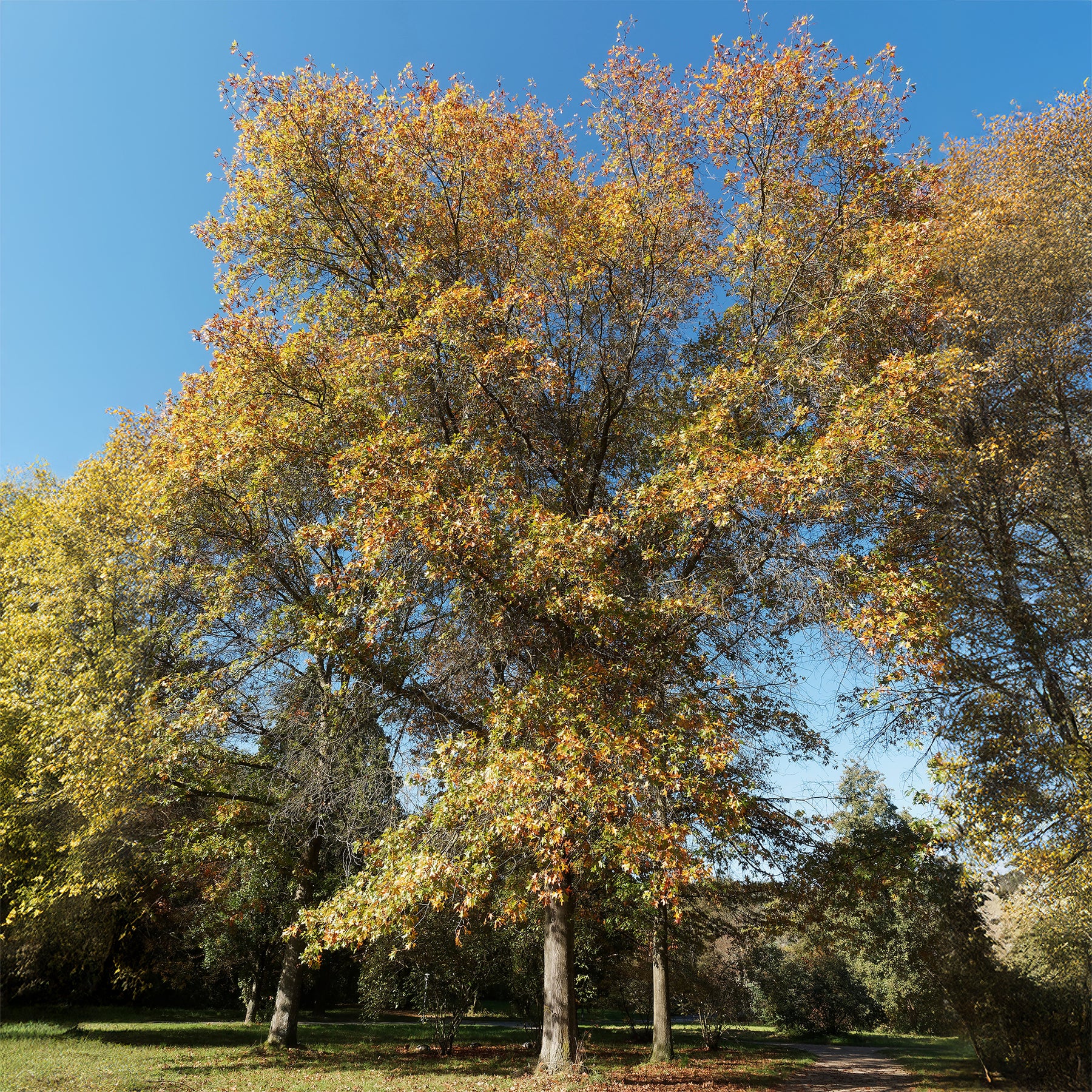 Quercus palustris - Chêne des marais - Chêne