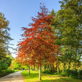 Chêne des marais - Quercus palustris - Willemse