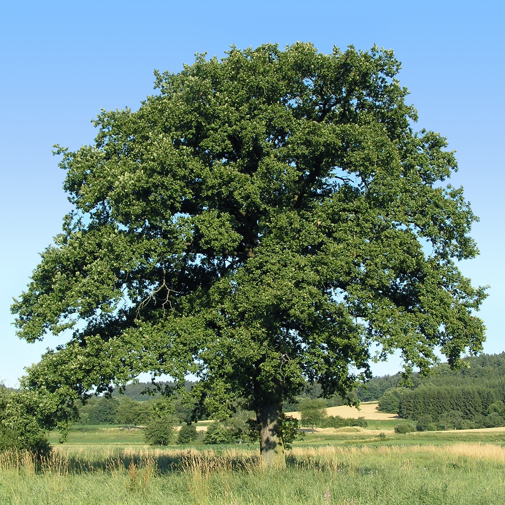 Quercus petraea - Chêne rouvre - Chêne