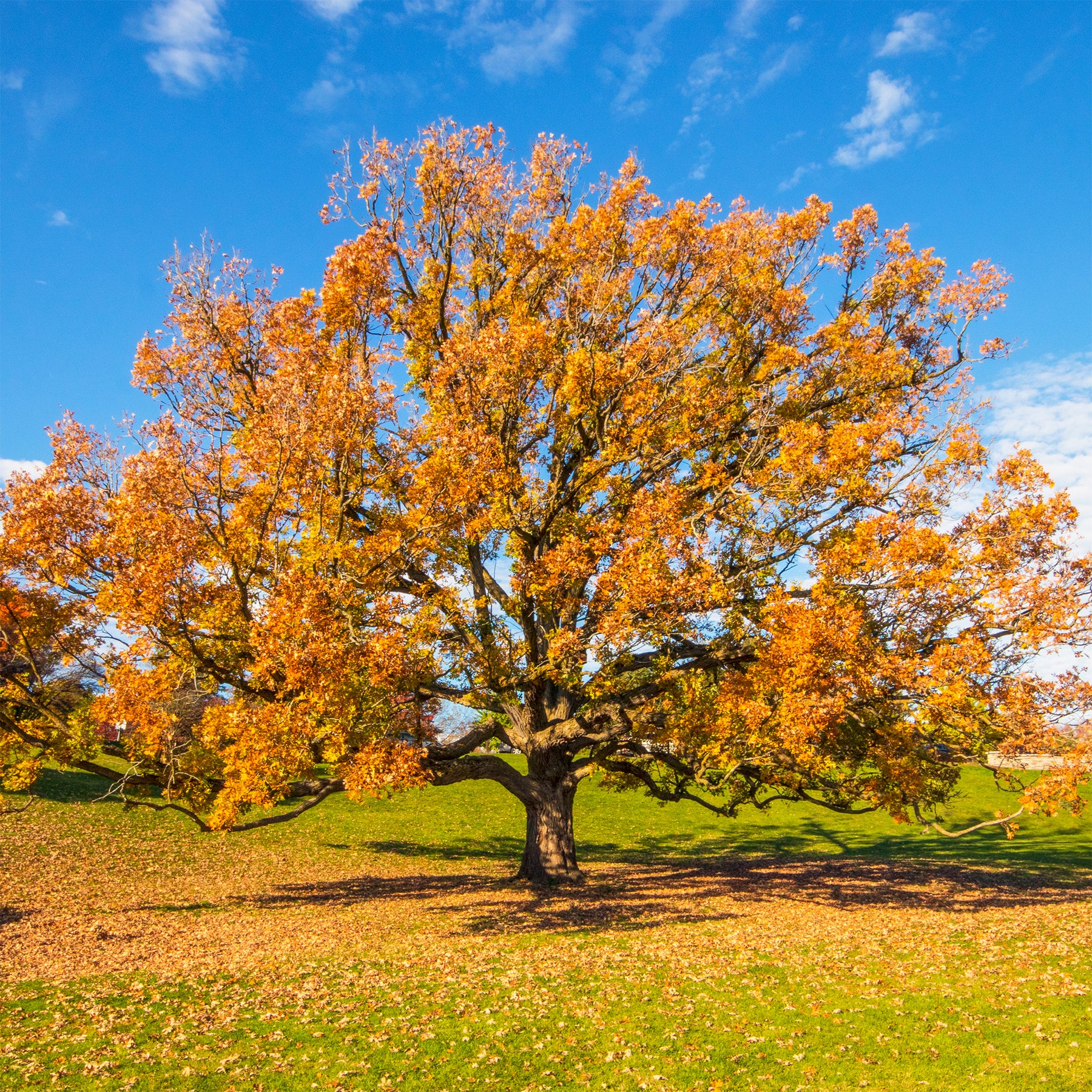 Chêne - Chêne rouvre - Quercus petraea