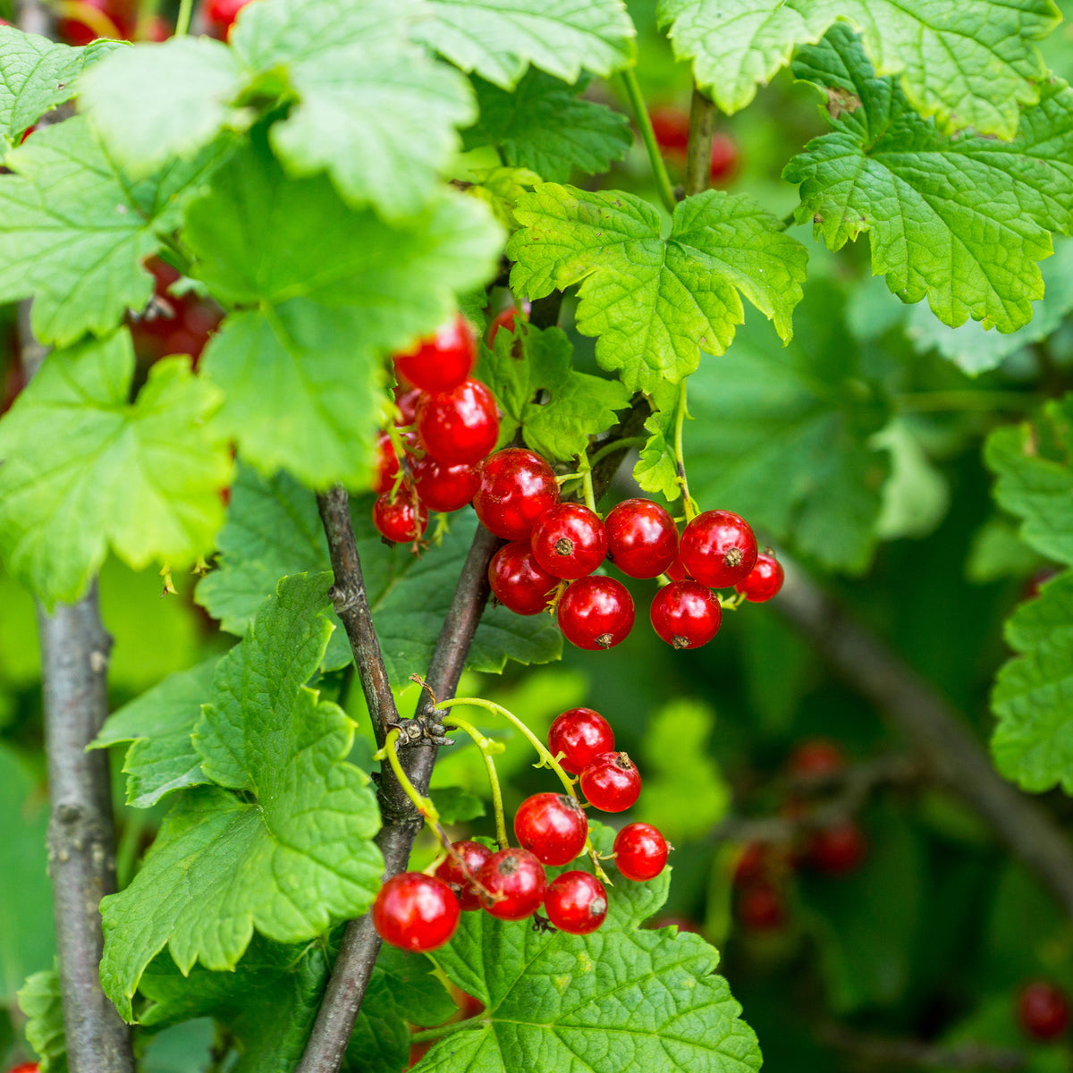 Groseiller Versaillaise Rouge - Ribes rubrum Versaillaise Rouge - Willemse