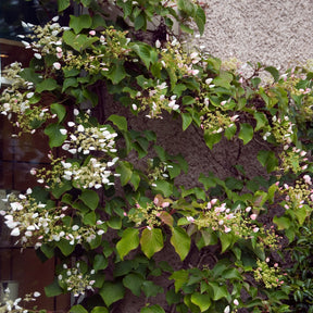 Hortensia grimpant Brookside Little Leaf -  Schizophragma - Willemse