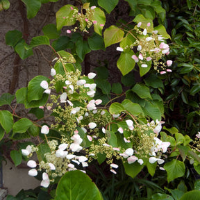 Schizophragma anomala petiolaris Brookside Little Leaf - Hortensia grimpant Brookside Little Leaf -  Schizophragma - Hortensias grimpants