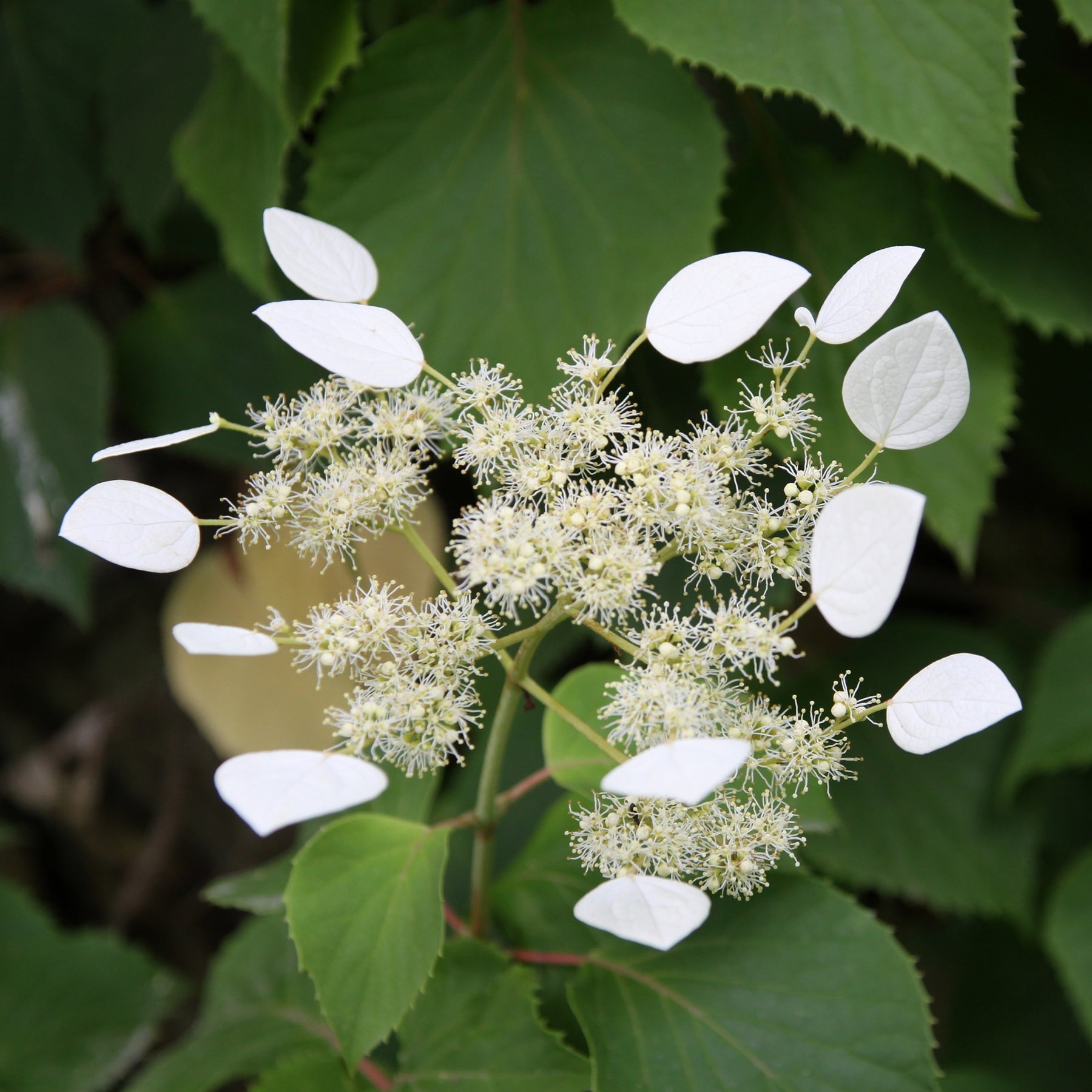 Hortensia grimpant Brookside Little Leaf -  Schizophragma - Schizophragma anomala petiolaris Brookside Little Leaf - Willemse