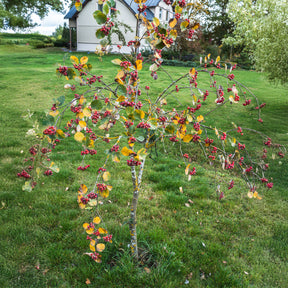 Alisier blanc Lutescens - Willemse