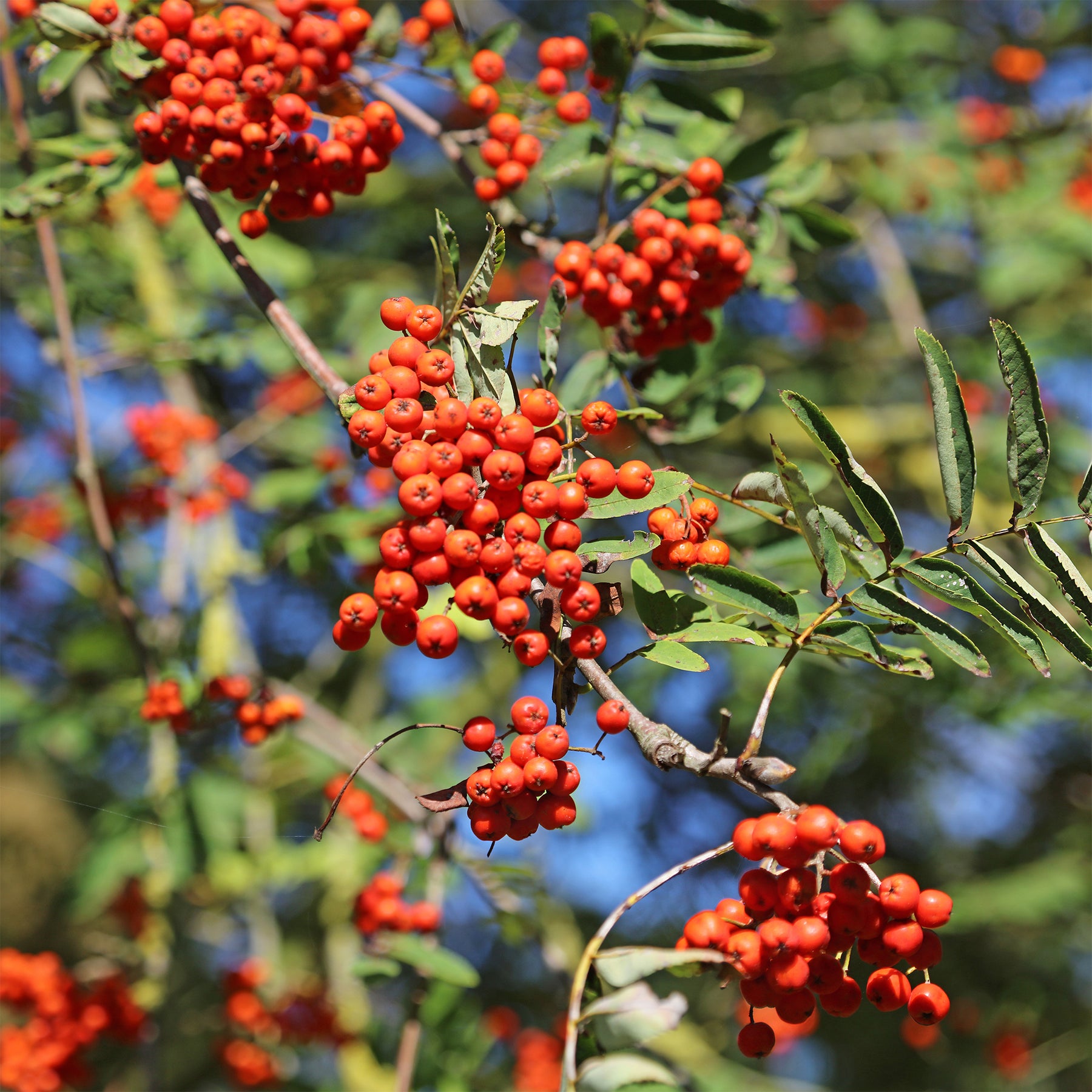 Arbres - Sorbier des oiseleurs - Sorbus aucuparia