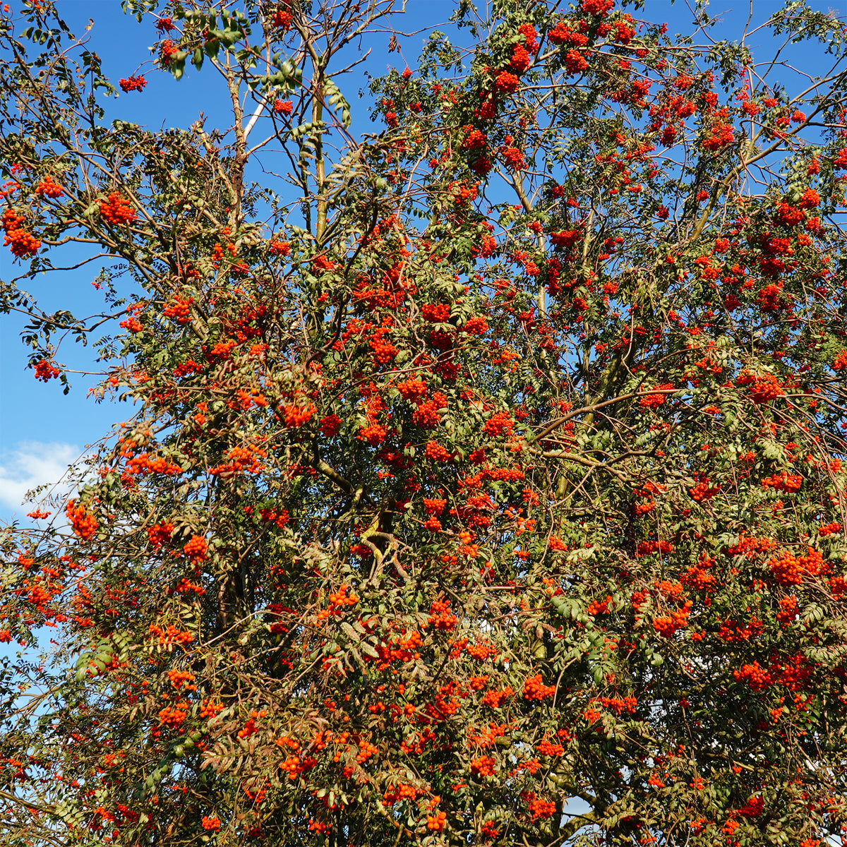 Sorbier des oiseleurs - Sorbus aucuparia - Willemse