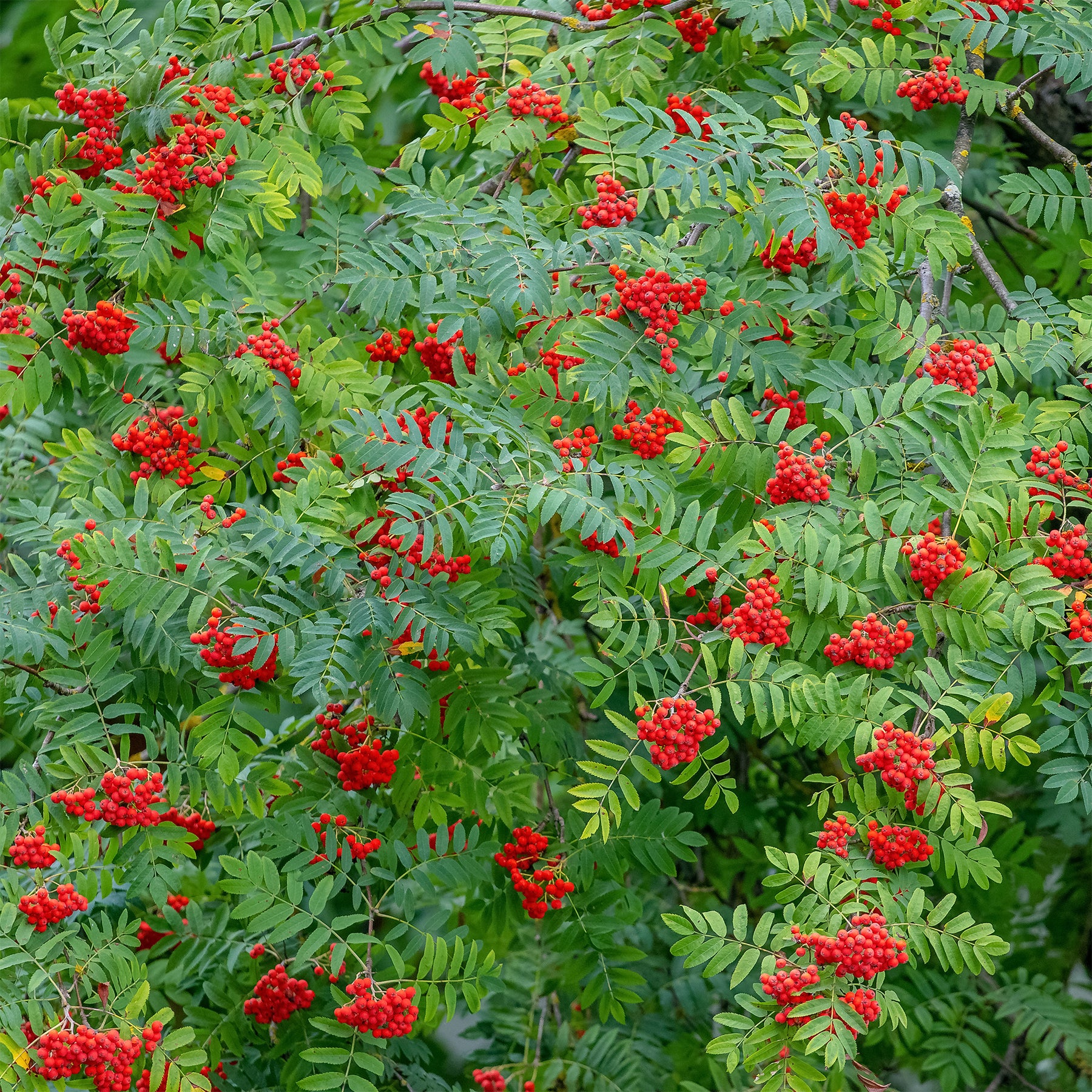 Vente Sorbier des oiseleurs - Sorbus aucuparia