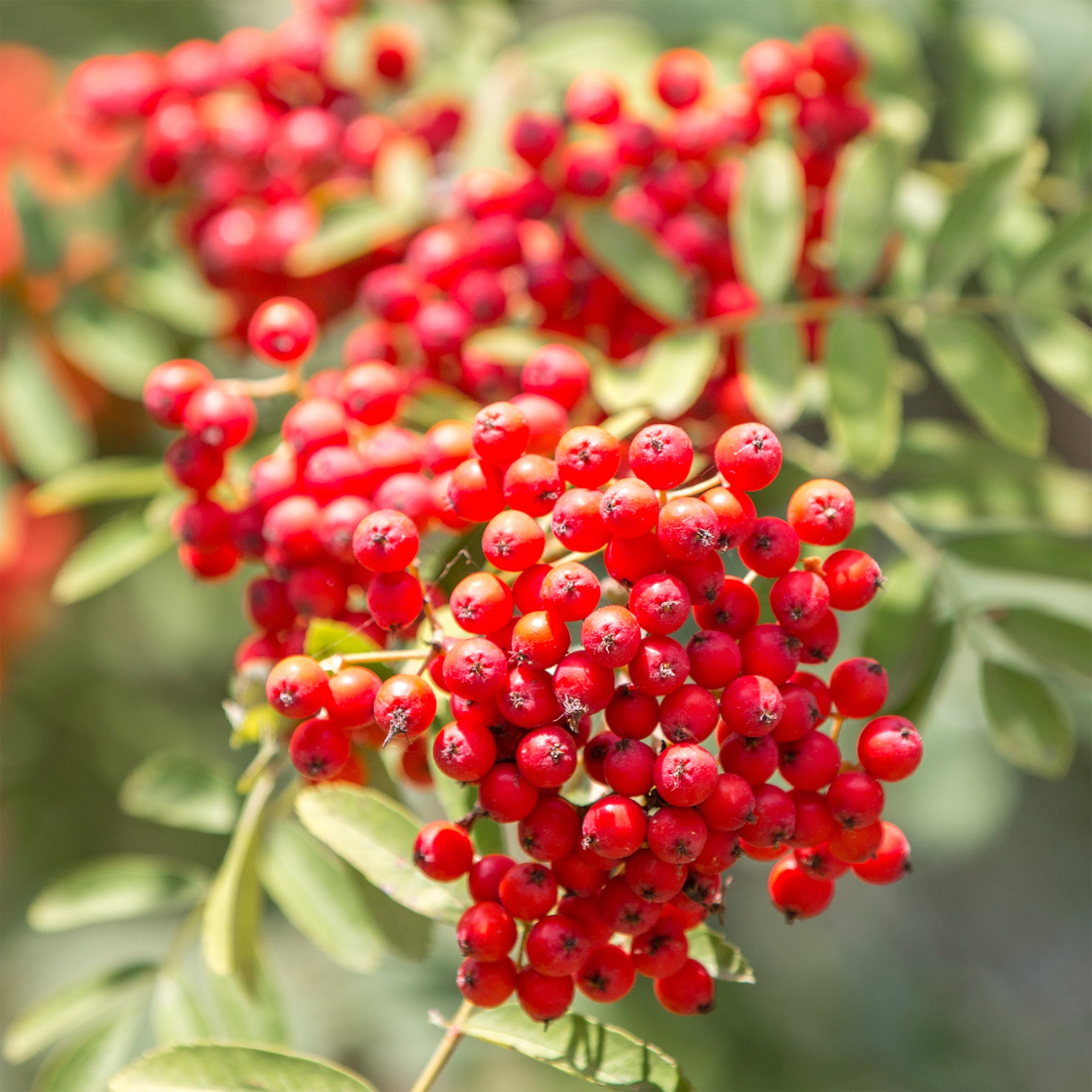 Sorbus aucuparia - Sorbier des oiseleurs - Arbres