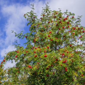 Sorbier torminal - Alisier torminal - Sorbus torminalis - Willemse