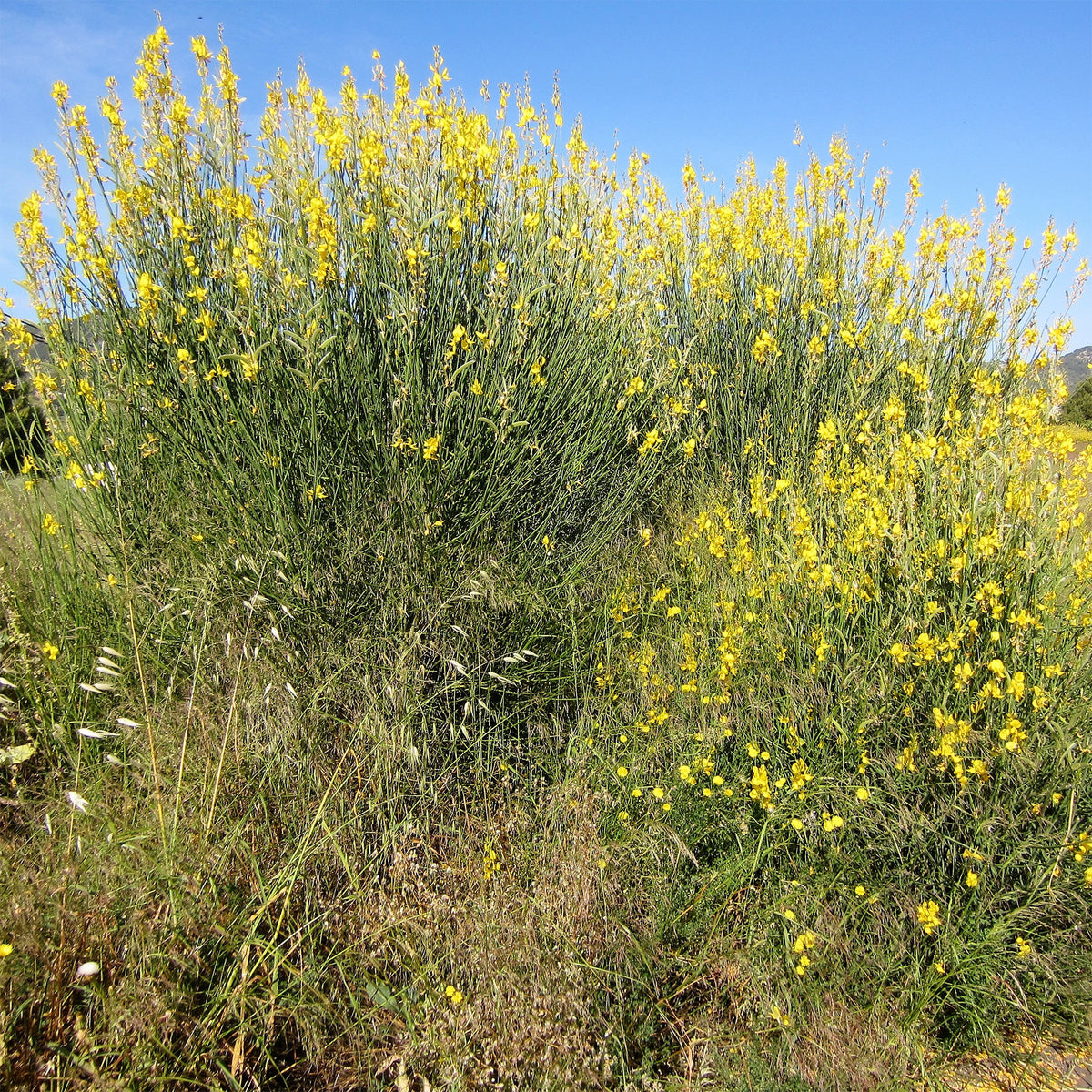 Genêt d'Espagne - Spartium junceum - Willemse