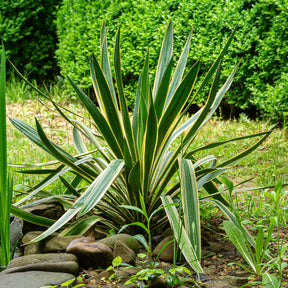 Yucca gloriosa Variegata - Willemse