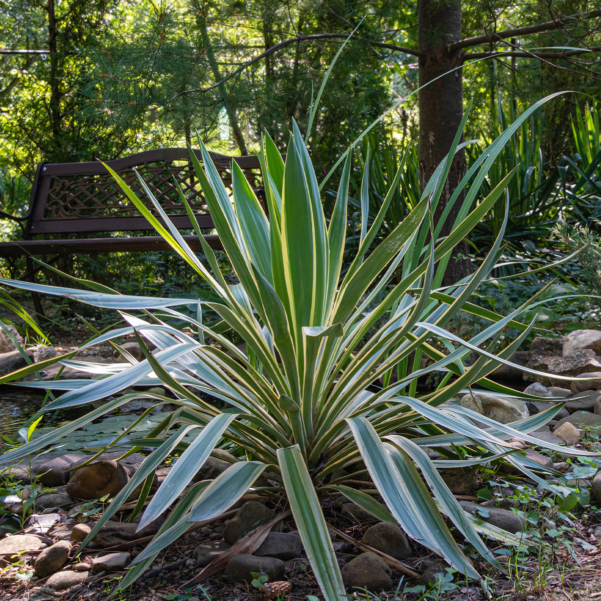 Yucca gloriosa Variegata - Yucca gloriosa Variegata - Willemse