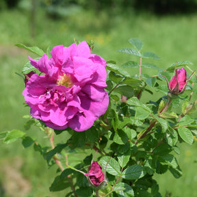 Rosier rugueux Wild Eric - Willemse