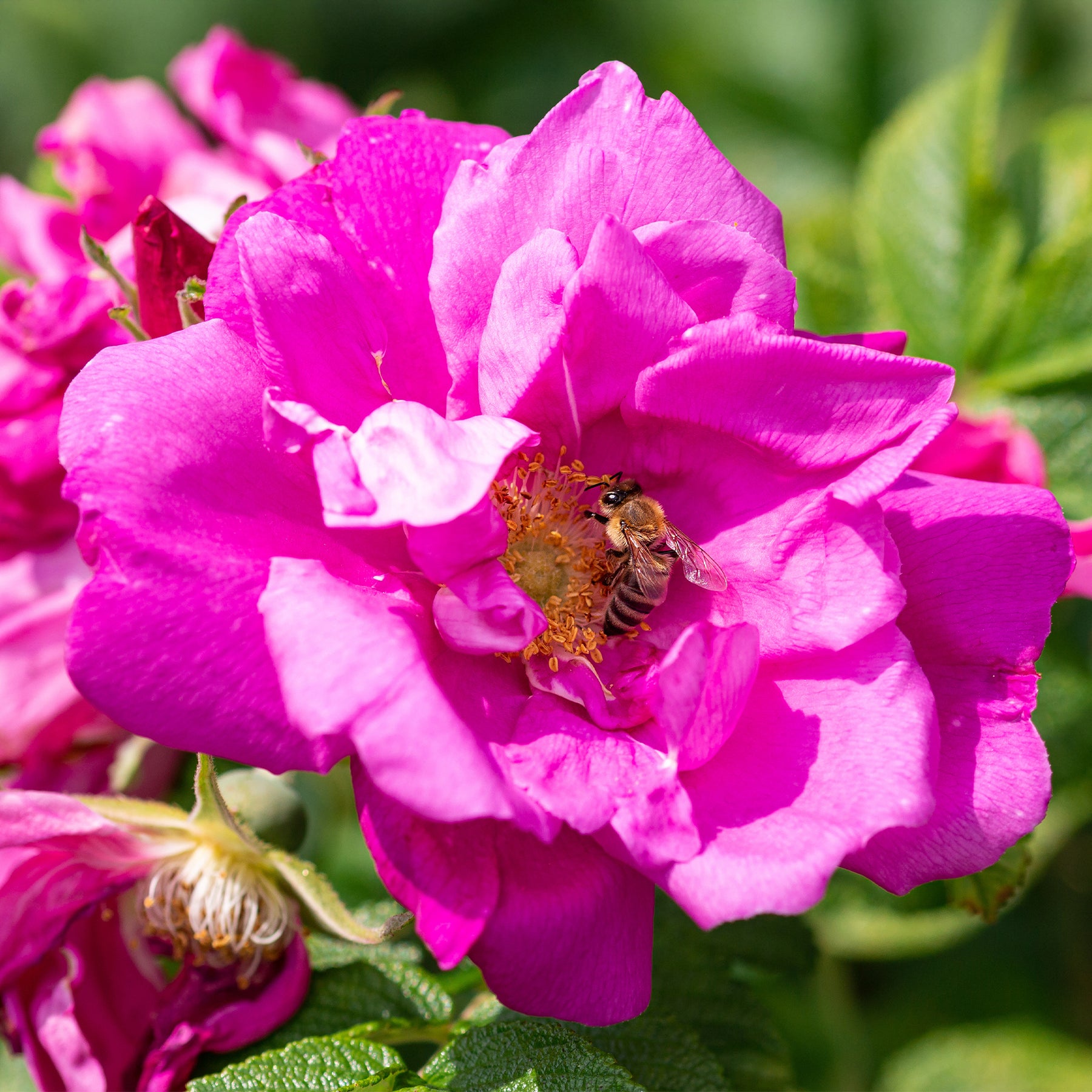 Rosa Wild Edric - Rosier rugueux Wild Eric - Rosiers