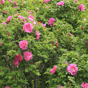 Rosiers - Rosier rugueux Wild Eric - Rosa Wild Edric