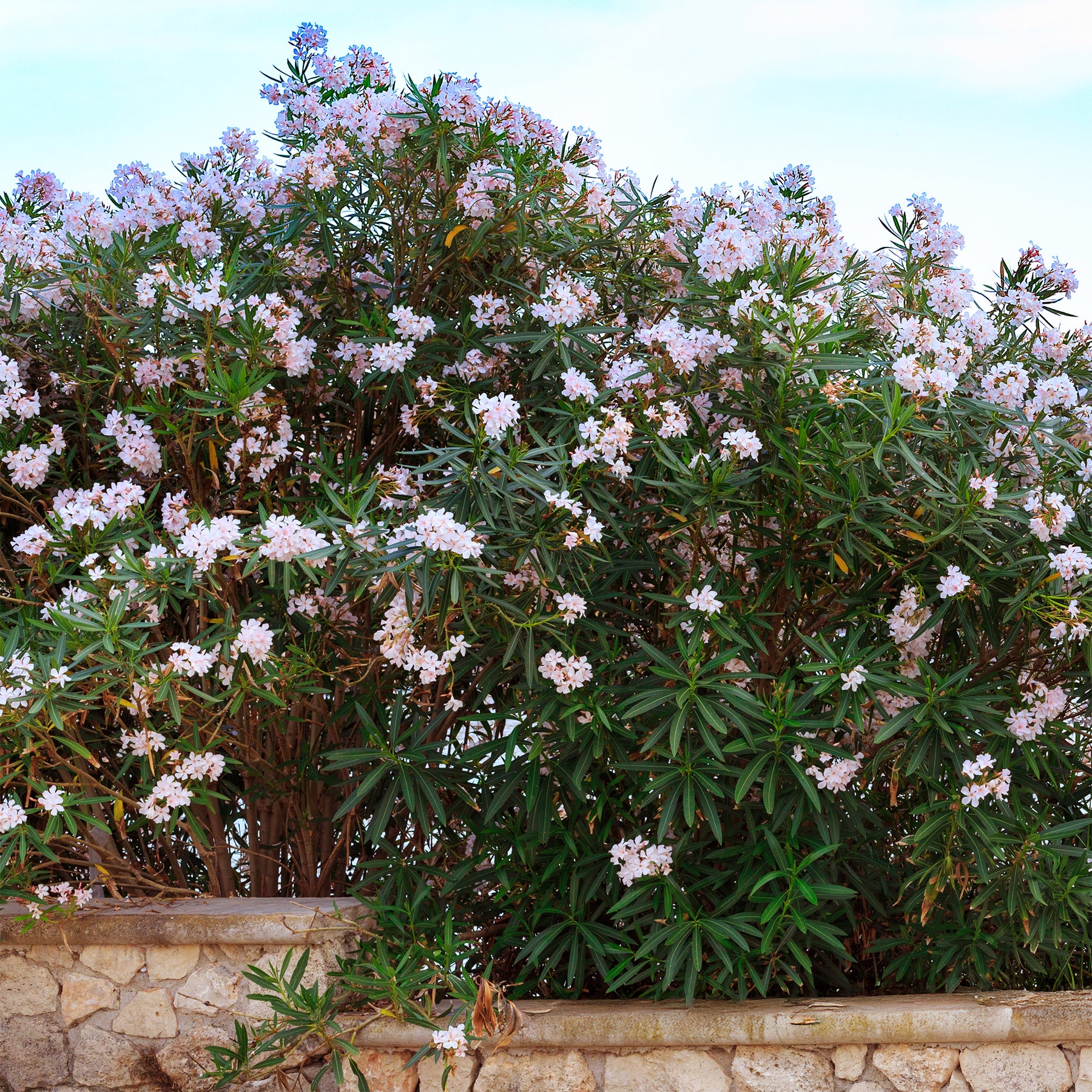 Laurier-rose Harriet Newding - Willemse