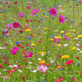 Fleurs des champs en mélange