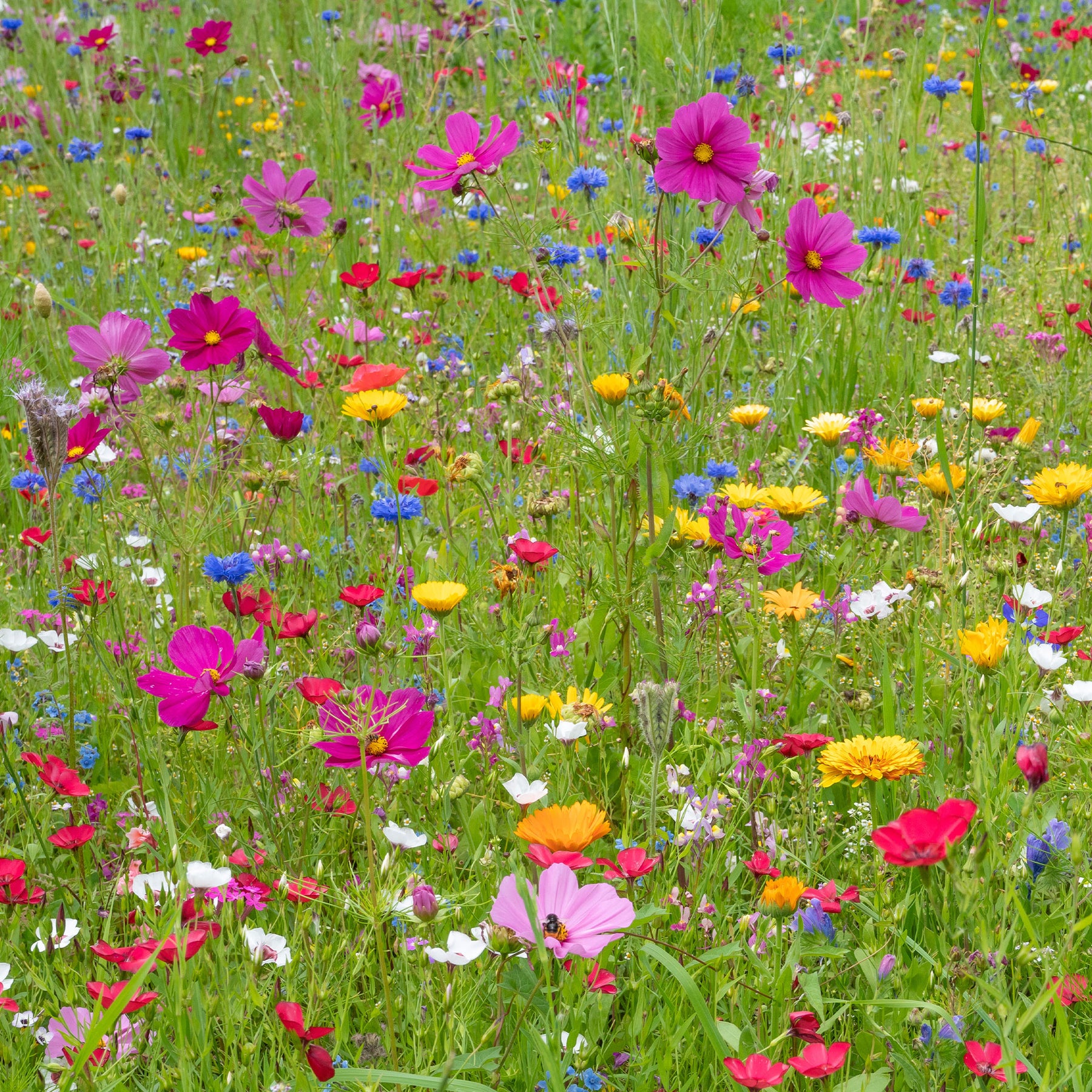 Fleurs des champs en mélange