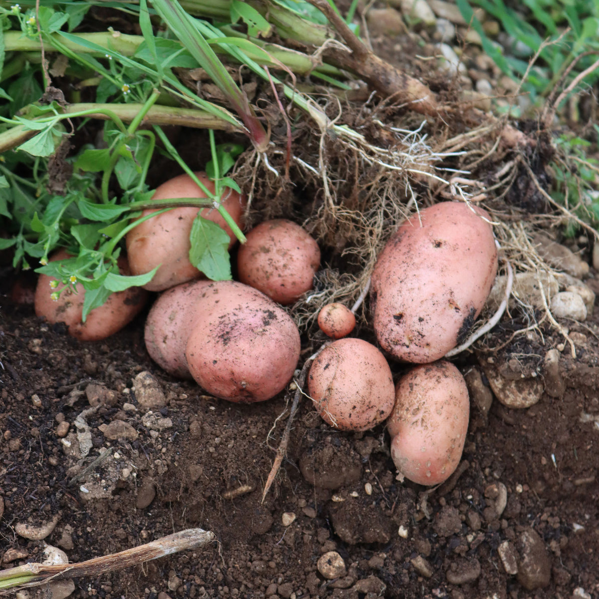 Pomme de terre Désirée - Solanum tuberosum désirée - Willemse