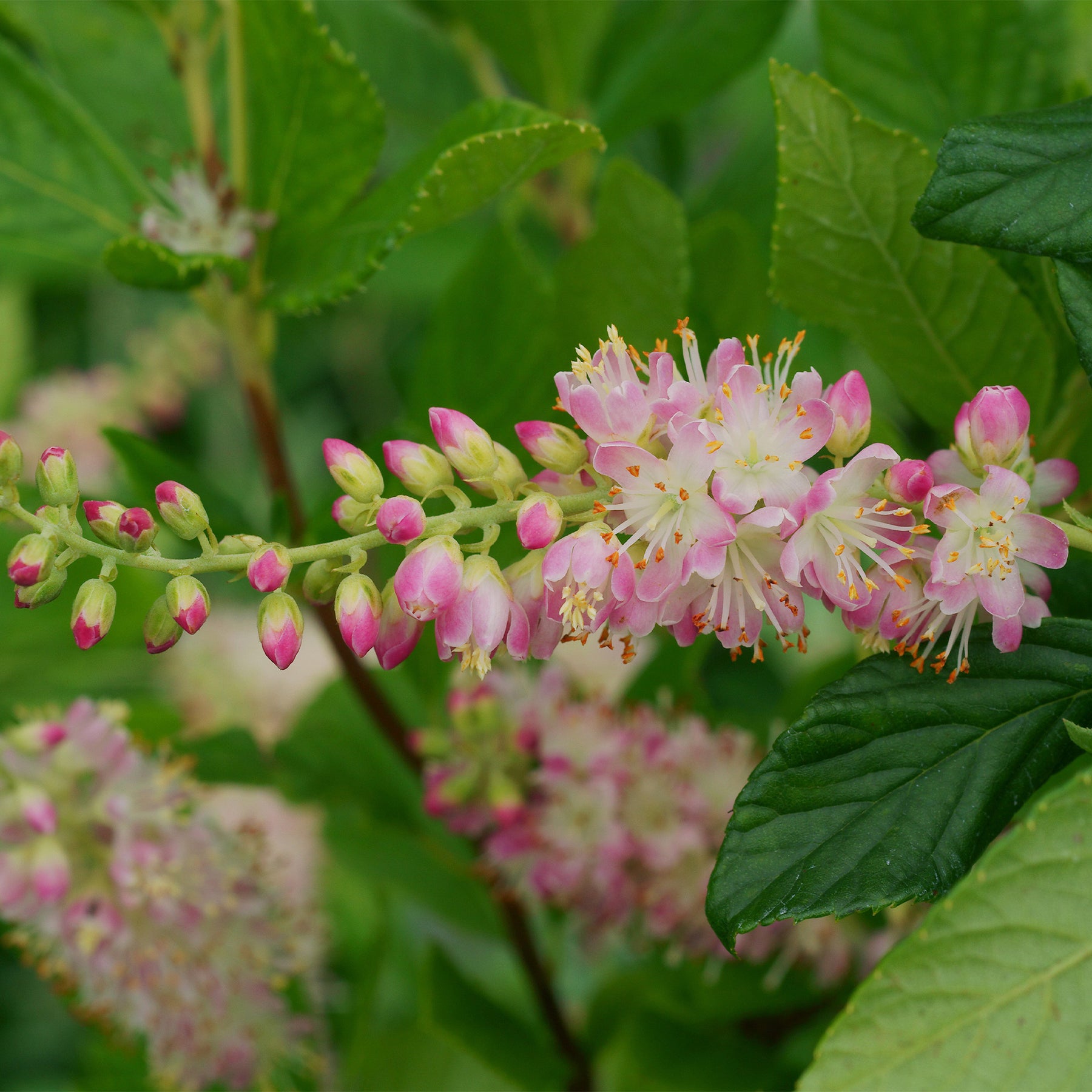 Clethra Flèche rose - Clethra alnifolia pink spire - Plantes