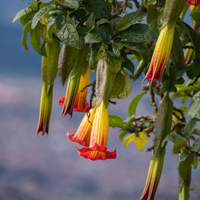 Collection de 3 Brugmansias : rouge et or, jaune, rose - Brugmansia - Plantes