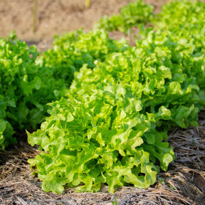 Collection de salades à couper - Collection salades à couper : Feuille de chêne, Lollo rossa, Red sala - Potager