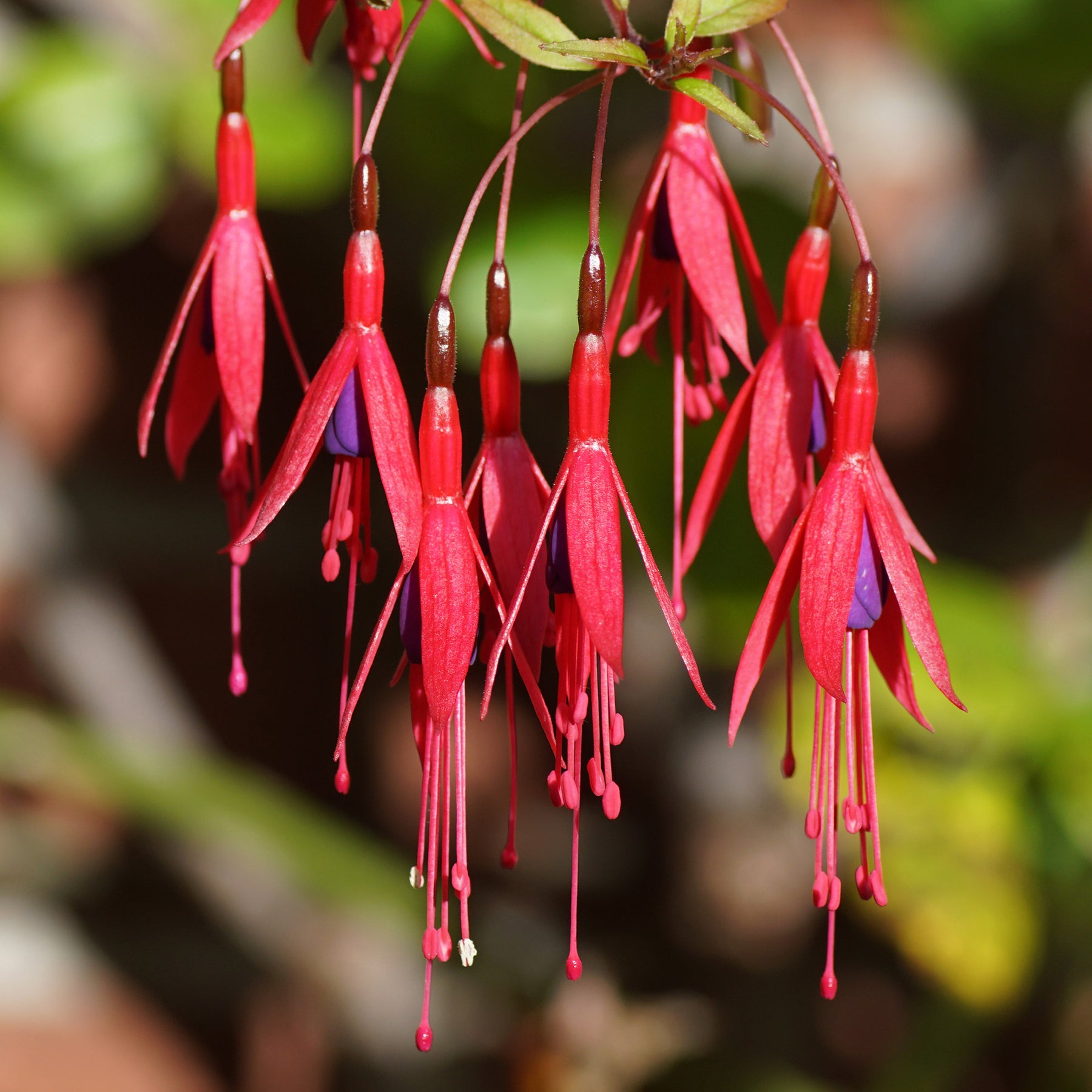 Fuchsia de Magellan Riccartonii - Fuchsia magellanica riccartonii - Plantes