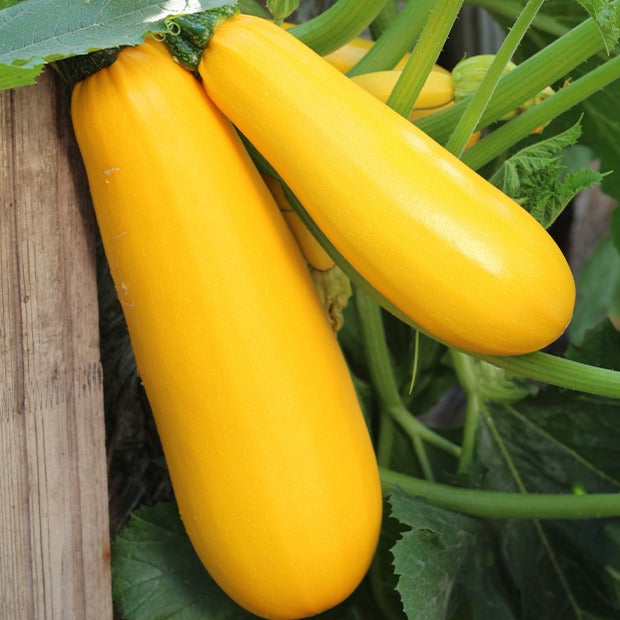 Courgette Soleil F1 - Cucurbita pepo soleil f1 - Potager