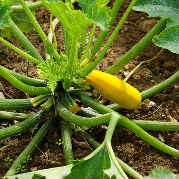 Courgette Soleil F1 - Cucurbita pepo soleil f1 - Graines de fruits et légumes