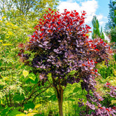 Arbre à perruque pourpre Royal Purple sur tige - Cotinus coggygria royal purple